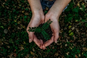 plant in hands