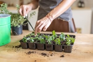 Planting seedlings