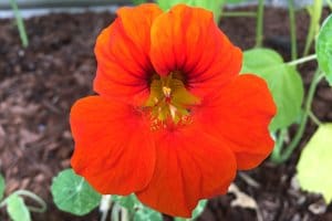 Nasturtium flower